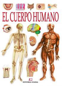 Los Organos Del Cuerpo Humano Por Dentro